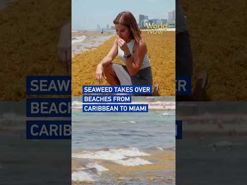 Seaweed takes over beaches from Caribbean to Miami