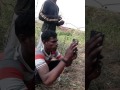 Jhinga Lala Hur Hur