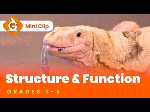 Structure & Function for Kids | Science Lesson for Grades 3-5 | Mini-Clip