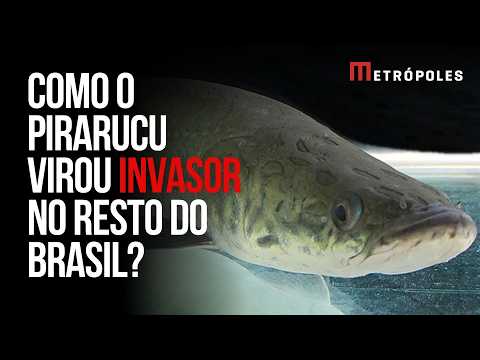 Pirarucus: como um peixe fundamental para a região amazônica virou invasora no resto do Brasil
