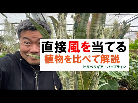園芸 ブローディアエア