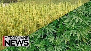 What's the Difference Between Hemp &amp; Pot? | MERRY JANE News