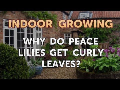 How to Regrow a Broken Aloe Leaf