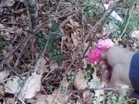 download lagu mp3 mp4 Seven Sisters Rambling Rose, download lagu Seven Sisters Rambling Rose gratis, unduh video klip Seven Sisters Rambling Rose