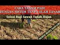 Cara Tanam Padi Dengan Sistem TOT Tanpa Olah Tanah
