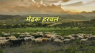 Mendharu harawal मेंढरू हरवल�