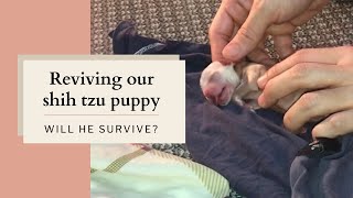 REVIVING OUR SHIH TZU PUPPY WILL HE SURVIVE?