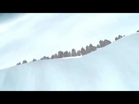 Direwolf The Best And The Only Wolfpack On Crypto