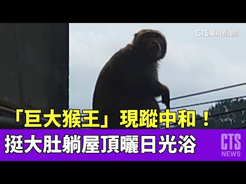 「巨大猴王」現蹤中和！　挺大肚躺屋頂曬日光浴