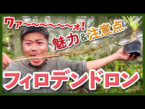 園芸 フィコイド