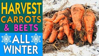 HOW TO STORE CARROTS FOR WINTER (No Refrigeration or Sand Needed) HARVEST FRESH CARROTS ALL WINTER!