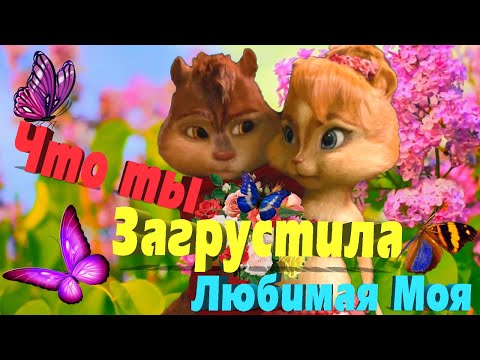 Нет на свете Милая 💋 Таких как ты Любимая ❤ Ну Очень Мило просто слов нет 💞 Бурундучки с Любовью 💋