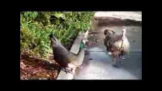 Peafowl Check Out Wild Turkey