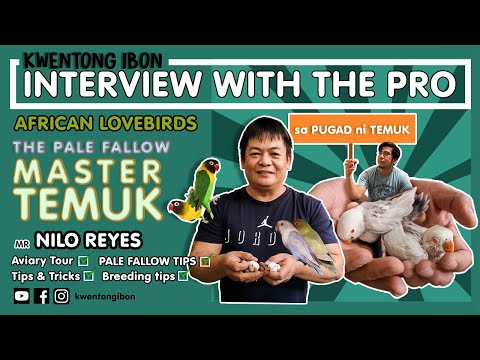 PALE FALLOW SUCCESSFUL BREEDING   | AVIARY TOUR SA PUGAD NI TEMUK | INTERVIEW WITH NILO REYES