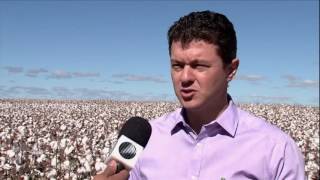 Melhor safra dos últimos 10 anos. Algodão do oeste baiano é destaque em rede nacional
