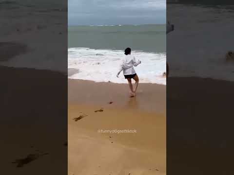 The Most Hilariously Cute Dog#funnydogs#cute#doglover#FunnyCuteDog#AdorablePuppy#FunnyCuteDog