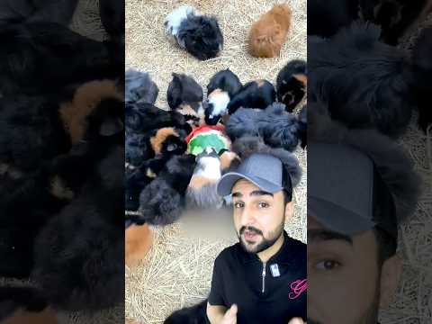 أفكار عبقرية للرعاية: كيف تمكن هذا الشخص من إطعام عشرات الأرانب دفعة واحدة وبأبسط الطرق؟