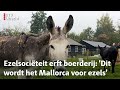 Ezelliefhebber laat boerderij na aan ezelopvang | RTV Utrecht