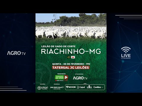 LEILÃO DE GADO DE CORTE DA UNAÍ LEILÕES EM RIACHINHO - MG - 05/02/2026