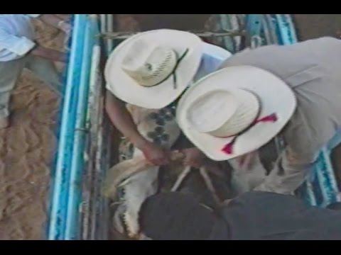 Jair Honório Vs. Cavalo Biguá - Festa do Peão de Jales/Sp 1990