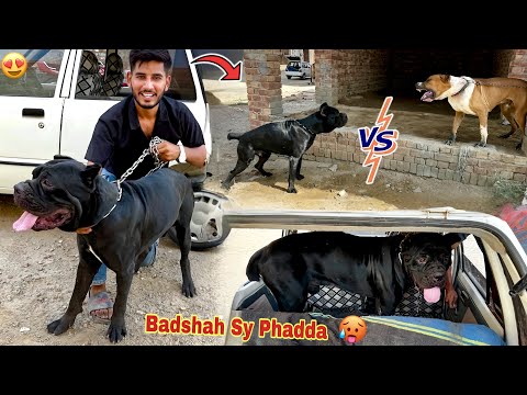 Finally Pet House Mian Italian Cane Corso Dog Aa Gya😍