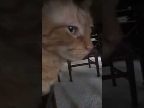 Show me wat your cat looks like #fivecats #moose #mrbeast #newtrend #mainecoon #mycat