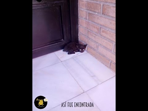 HISTORIA DE PANDORA  | EQUIPO BASTET