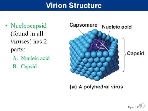 Chapter 5- Virology