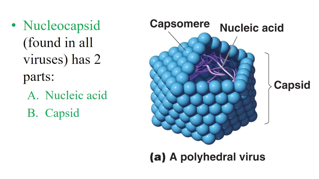 Chapter 5- Virology