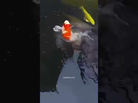 What happens with this Koi Fish?