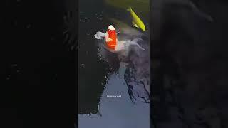 Download lagu What happens with this Koi Fish? mp3 Download lagu What happens with this Koi Fish? mp3