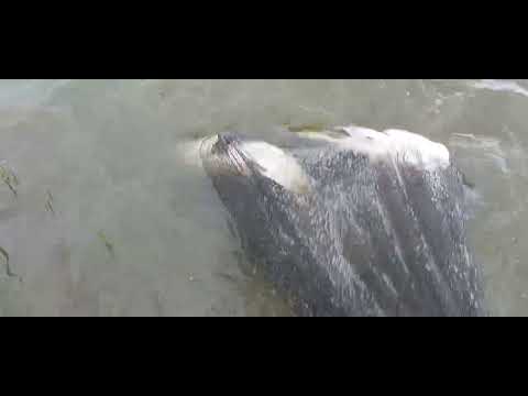 Final de partida la novaci pe balta minune ..