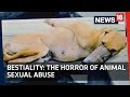 Download Lagu Bestiality  The Horror of Animal Sexual Abuse Mp3 Free