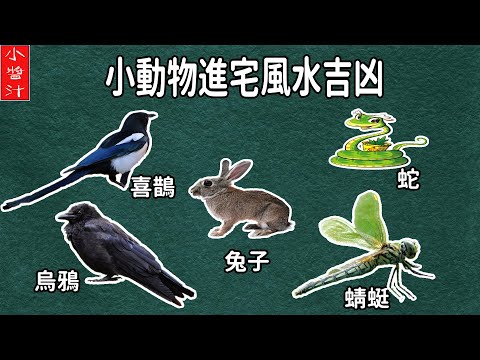 蜻蜓跑進家裡