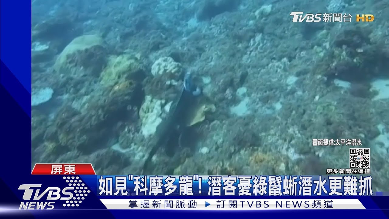 小琉球海底驚見綠鬣蜥 潛客嚇:居然會憋氣潛水!