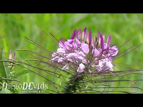 Cleome flower (Cleomaceae) Spider flower - Planta-aranha