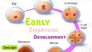 Basic pattern of early embryonic development in animals