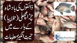 Introduction to Tilapia Fish Farming. Market of Tilapia. Urdu/ Hindi. video 10