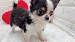 チワワ(ロング)の動画01