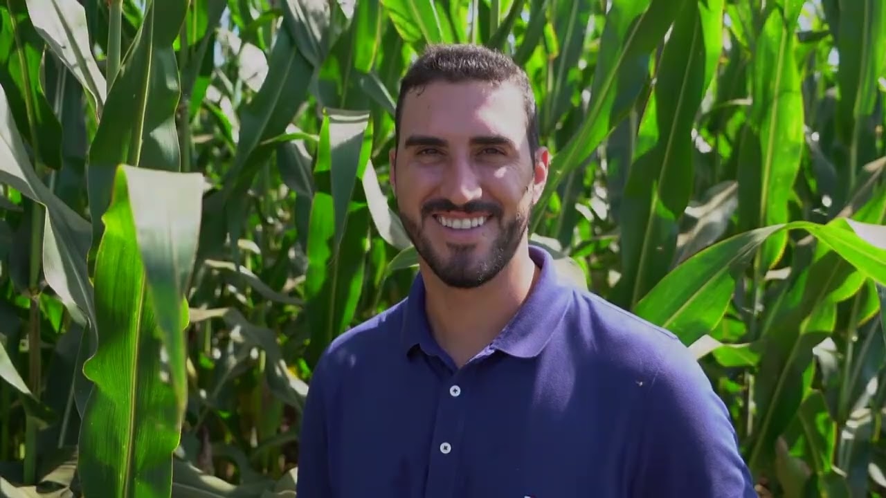 Milho: produtor de Sorriso (MT) colhe mais de 210 sacas por hectare | Canal Rural