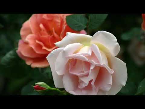 Radee dethanaka hudekalawe, nuwan themana adare / T M Jayaratne/ Premasiri Kemadasa/ 1980s