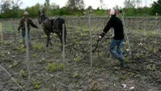 preview picture of video 'Ploughing the vineyard in Galicea Mare'