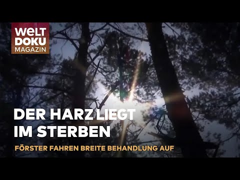 IM KAMPF GEGEN DAS WALDSTERBEN: Klimawandel und Käferplage bedrohen unsere Wälder