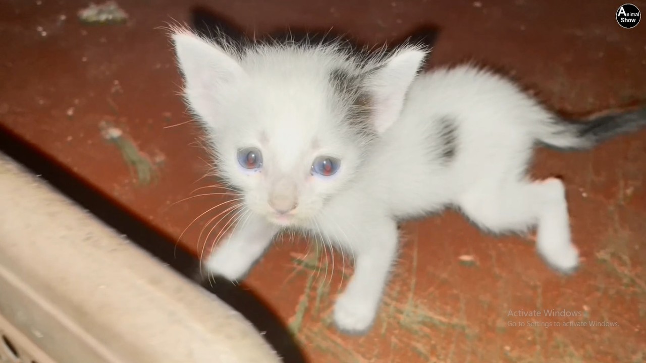 Adorable White Kitten with Blue Eyes | Cute Animal Show Moment