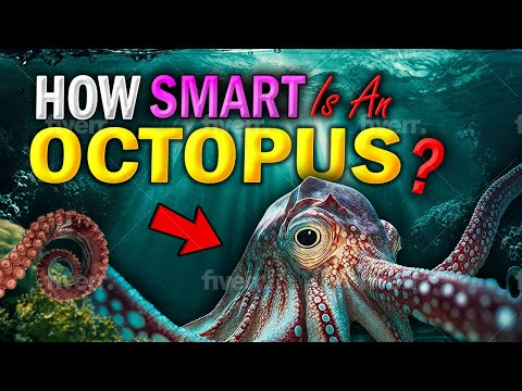 🐙 Amazing Octopus Intelligence | The Octopus Brain