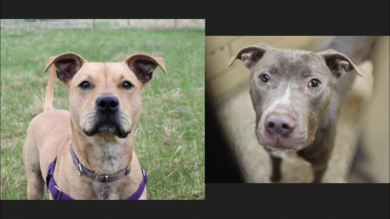 Canine body language: trust and relaxation