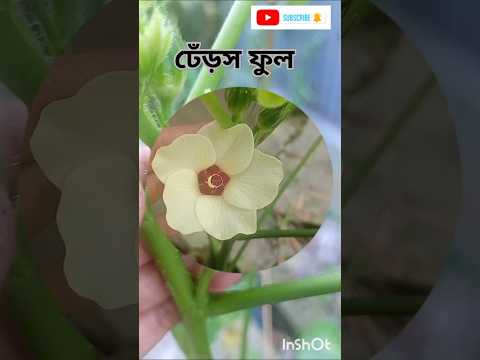 Discover the Beauty of Ledis Finger Flowers #trending #flowers #farming #garden #reel