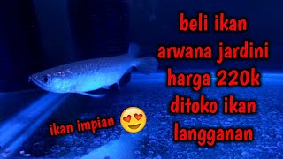 Download 85 Background Aquarium Arwana Jardini HD Terbaik