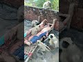 Very Hungry Langoor Bandar Mama Bandar Mama Pahan Pajama YouTube Shorts Videos
