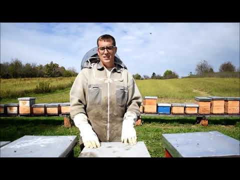 Tvrtko Matijević proizvodi pčelinji otrov od kojeg se može razviti lijek za brojne bolesti